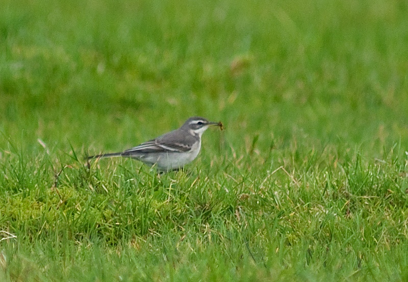 Gulerle u.a feldegg - Yellow wagtail (Motacilla flava feldegg).jpg